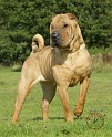 Shar Pei